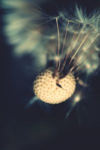 Close-up of dandelion against blurred background