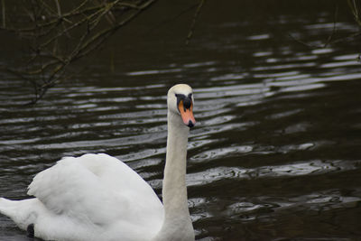 Swan swimming in lake