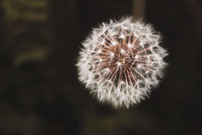 Close-up of dandelion flower