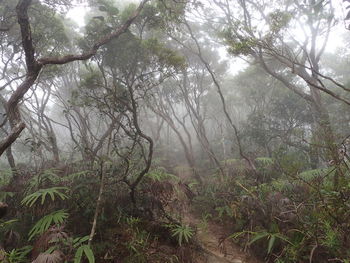 Trees in forest