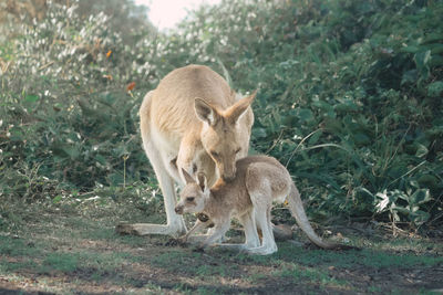 Kangaroo standing in a field