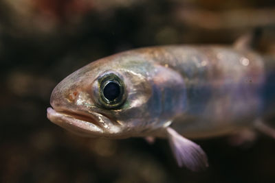 Close-up of fish swimming in aquarium