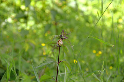 Close-up of insect on plant