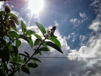 Low angle view of green plant against sky