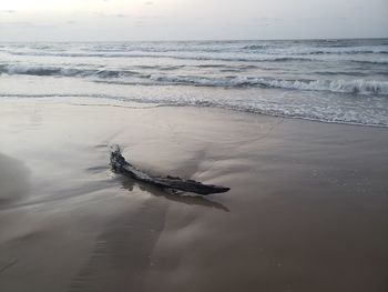 View of crab on beach