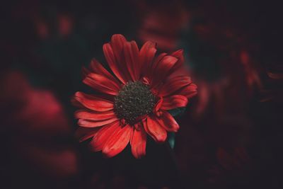 Close-up of red flower