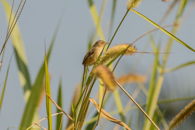 Close-up of bird perching on grass