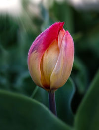 Close-up of pink tulip blooming outdoors