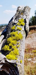 Close-up of moss on tree trunk