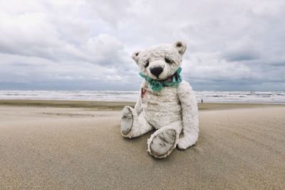 Dog looking away on beach