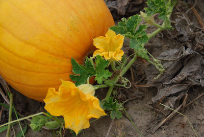 Close-up of pumpkin on field