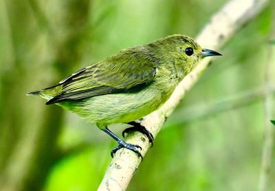 Close-up of bird perching on branch