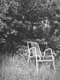 Chairs against trees and plants