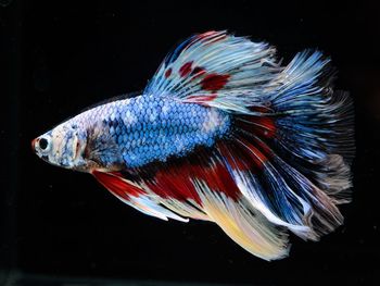 Close-up of fish swimming in sea