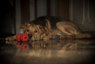 Portrait of a dog drinking water