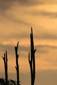 Silhouette of birds at sunset