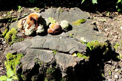 Close-up of shells on tree stump