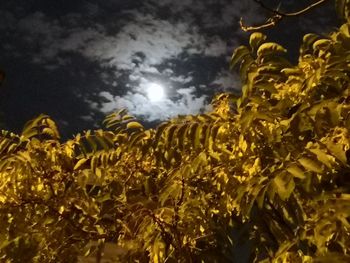 Low angle view of yellow flowering plants on field against sky