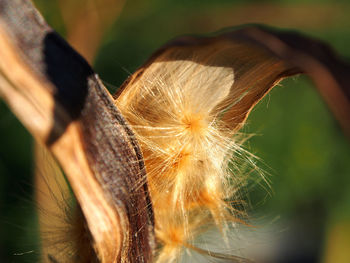 Close-up of dandelion flower