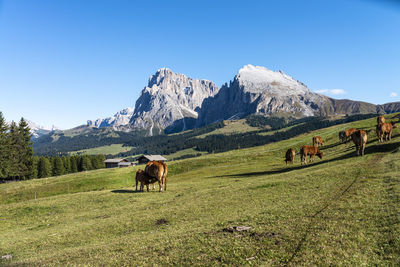 Horses in a field