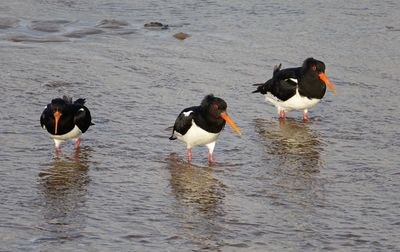 High angle view of birds in lake