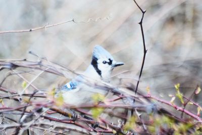 Close-up of bird perching on tree