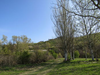 Trees on field against clear sky