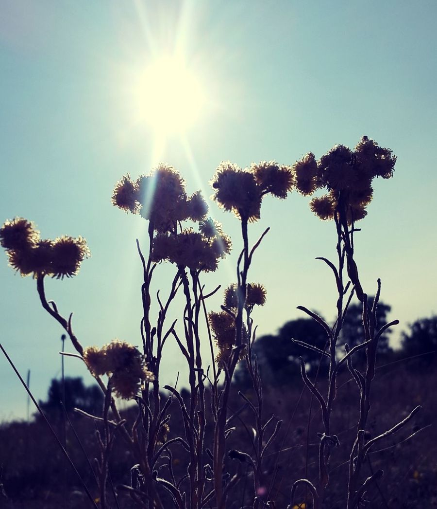 sky, plant, growth, sunlight, sun, nature, beauty in nature, sunbeam, tranquility, no people, focus on foreground, day, lens flare, tranquil scene, sunny, flower, outdoors, flowering plant, scenics - nature, field, bright, brightly lit