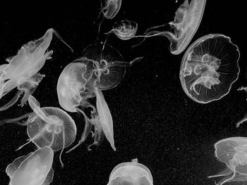 View of jellyfish swimming in sea