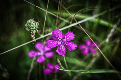 Close-up of purple flowering plant