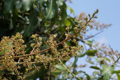 Close-up of flowering plant against blue sky