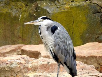 Close-up of gray heron perching on rock