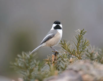 Close-up of bird perching on a tree