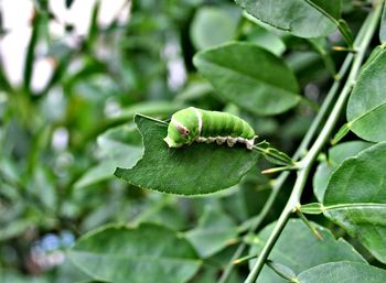 Close-up of insect on leaf