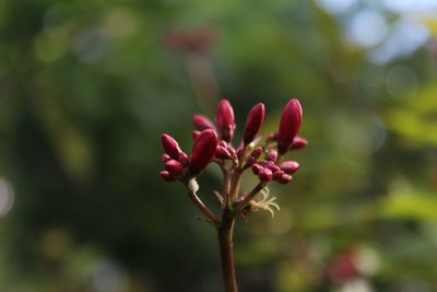 Close-up of pink flowering plant