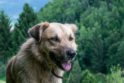 A beautiful dog portrait in nature with a green and blurry background