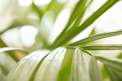 Close-up of fresh green leaves