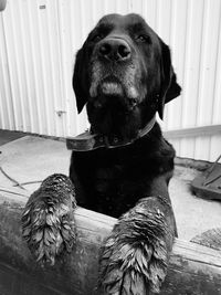 Close-up of black dog sitting at home