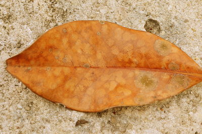 Close-up of rock on sand