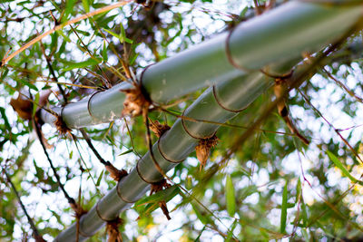 Low angle view of two bamboo stick