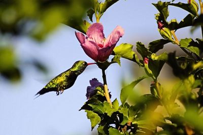 Close-up of flower against blurred background