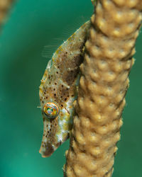 Monacanthus tuckeri, the slender filefish