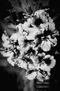 Close-up of white flowers blooming on tree