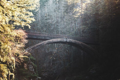 Arch bridge amidst trees in forest