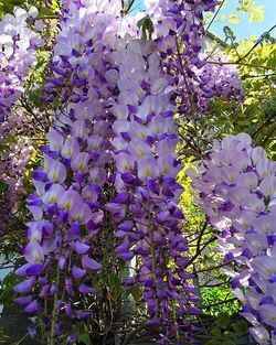 Close-up of purple flowers on tree