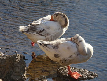 Close-up of seagull perching on lake