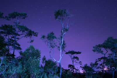 Low angle view of trees against sky at night