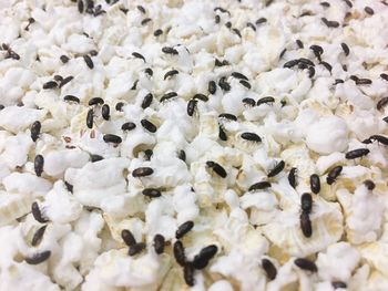 Full frame shot of bugs on puffed rice