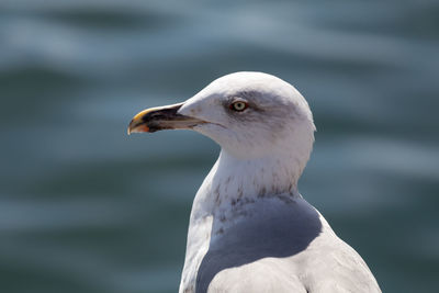 Close-up of seagull looking away by sea during sunny day