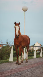 Horse standing on field